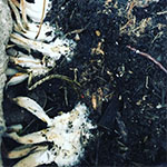 Compost Composition Thumbnail